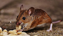 24 Hour & Emergency Exterminators in Tyonek, AK